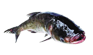 http://www.thaithavorn.com/uploadfile/2014/0922/20140922102154163.jpg
