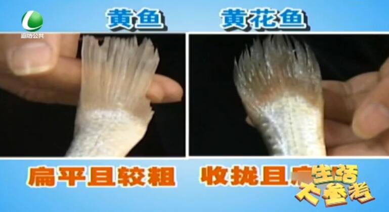 你真的會(huì)買(mǎi)黃花魚(yú)嗎？