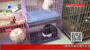 狗年到 狗狗身價大漲啦！