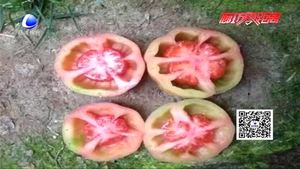空心西紅柿是打了激素不能吃？專家辟謠為你壓壓驚