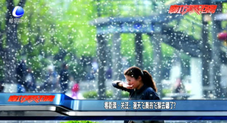 漫天飛舞的飛絮哪去了？