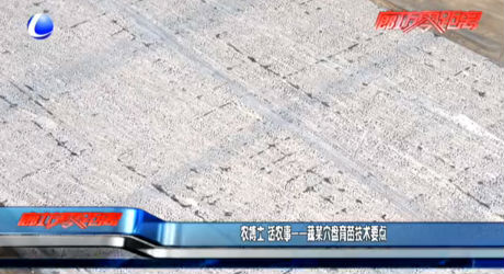 農(nóng)博士 話農(nóng)事——蔬菜穴盤育苗技術要點