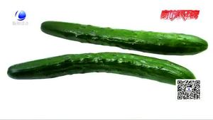 頂花帶刺黃瓜涂過避孕藥？專家；不可信