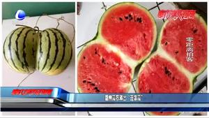 霸州瓜農種出“連體瓜”