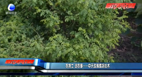 農(nóng)博士話農(nóng)事——中天玫瑰栽培技術