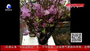 干枝杜鵑再現(xiàn) 業(yè)內(nèi)人士：大規(guī)?？撤テ茐纳鷳B(tài)平衡