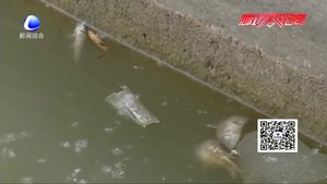 零距離·關注：人民公園人工湖內現死魚 工作人員表示或與放生、捕魚有關