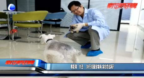 零距離·關注：38萬克隆寵物狗 你會嘗試嗎？