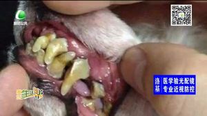 如何預防寵物犬牙結(jié)石