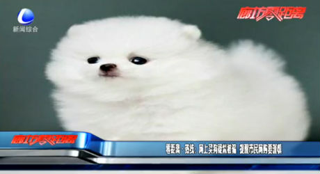 零距離熱線：網(wǎng)上賣狗疑似被騙 提醒市民網(wǎng)購(gòu)要謹(jǐn)慎