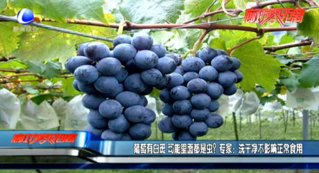 葡萄有白斑 可能里面都是蟲？專家：洗干凈不影響正常食用