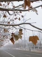 藝術大道上的雪景