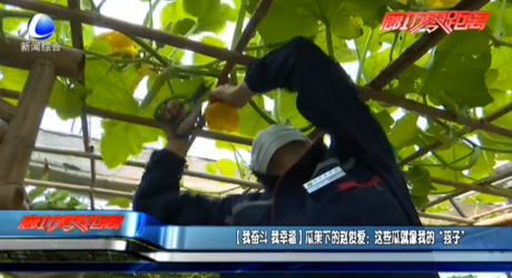 【我?jiàn)^斗 我幸?！抗霞芟碌内w俊愛(ài)：這些瓜就像我的“孩子”