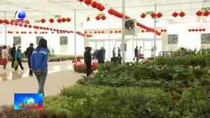 永清縣恒美國(guó)際花都：鮮花爭(zhēng)奇斗艷 游客紛至沓來