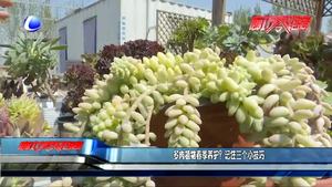 多肉植物春季養(yǎng)護(hù)？記住三個(gè)小技巧
