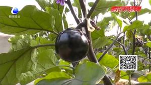 科技成果示范基地：日光溫室甜椒、番茄、茄子優(yōu)良品種示范