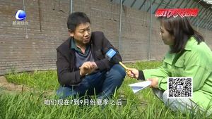 科技成果示范基地：日光溫室韭菜、黃瓜、草莓優(yōu)良品種示范