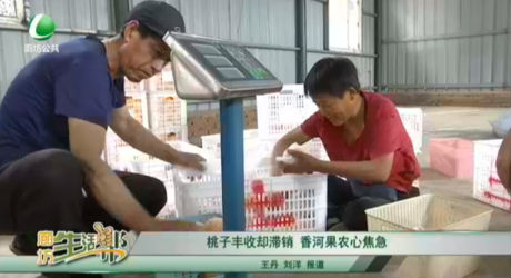 桃子豐收卻滯銷 香河果農心焦急