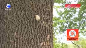 零距離·熱線：樹上生蟲繭？相關(guān)部門回應(yīng)：可生物防治美國(guó)白蛾 無害！