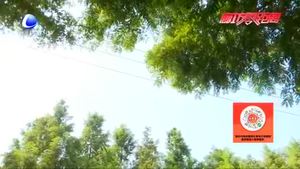 香河縣高莊村大力發(fā)展特色種植 鼓起農(nóng)民錢(qián)袋子