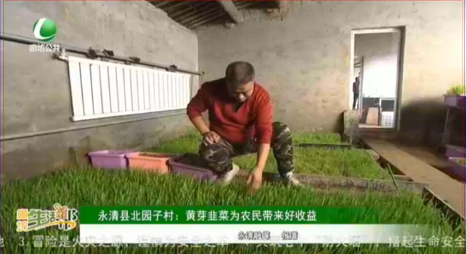 永清縣北園子村：黃芽韭菜為農(nóng)民帶來(lái)好收益