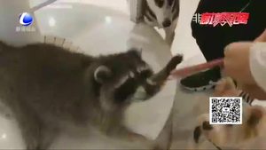 【法在身邊】在咖啡店被小動物咬傷誰擔責？
