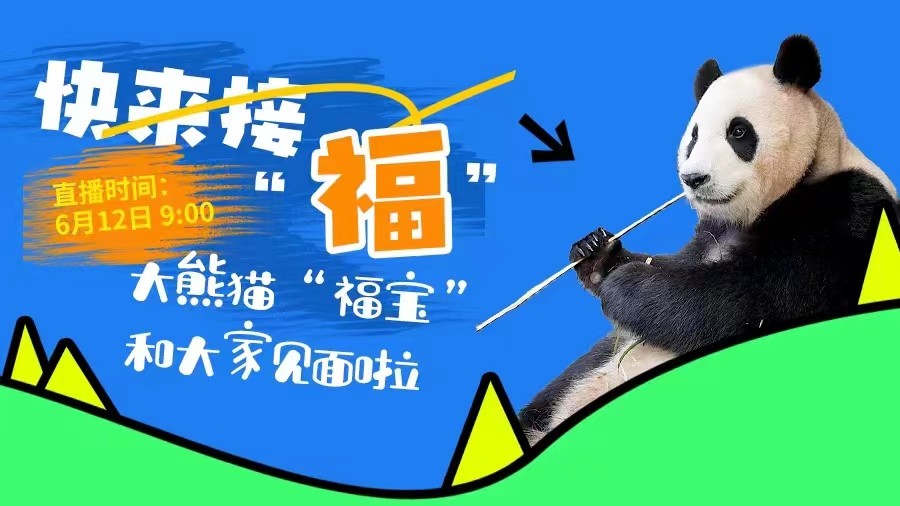 快來(lái)接“?！?！大熊貓“福寶”和大家見(jiàn)面啦