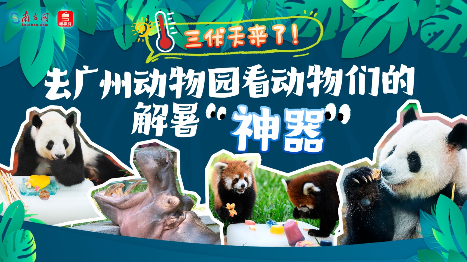 三伏天來(lái)了！去廣州動(dòng)物園看動(dòng)物們的解暑“神器”
