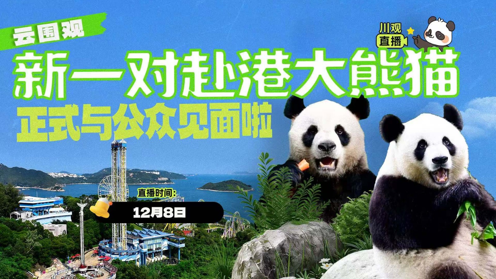 云圍觀！新一對(duì)赴港大熊貓正式與公眾見(jiàn)面啦