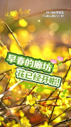 【這里是廊坊】早春的廊坊，花已經開啦！