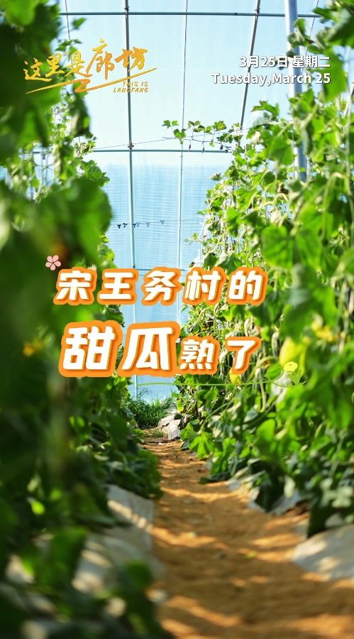 【這里是廊坊】宋王務村的甜瓜熟了